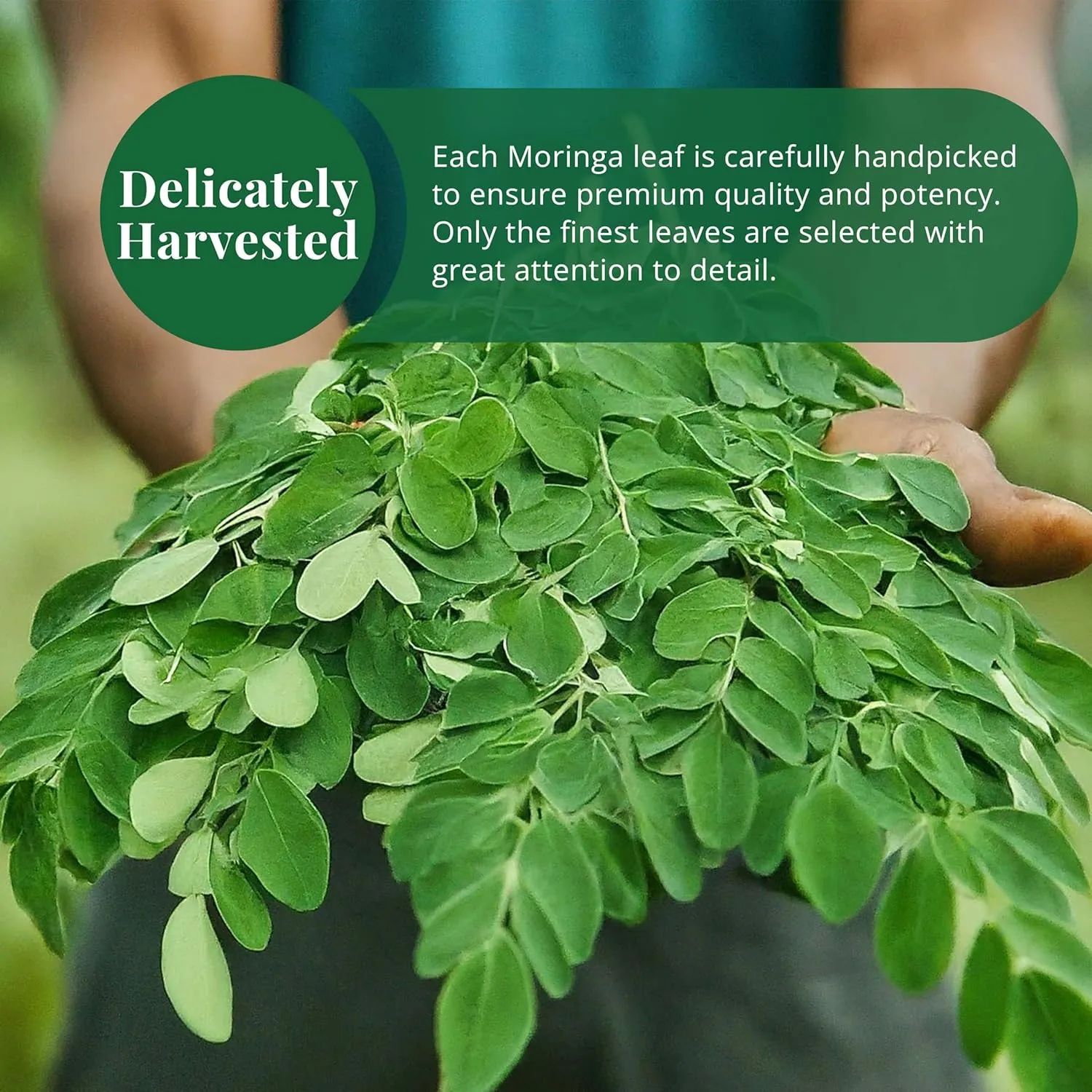 Akshit Dried Moringa Leaves, Hojas De Moringa, Fresh Leaf Tea, 7.8oz, Natural MoringaOleifera Leaves, No Additives, Non-GMO, Caffeine- Free Tea, Dried Herbs.