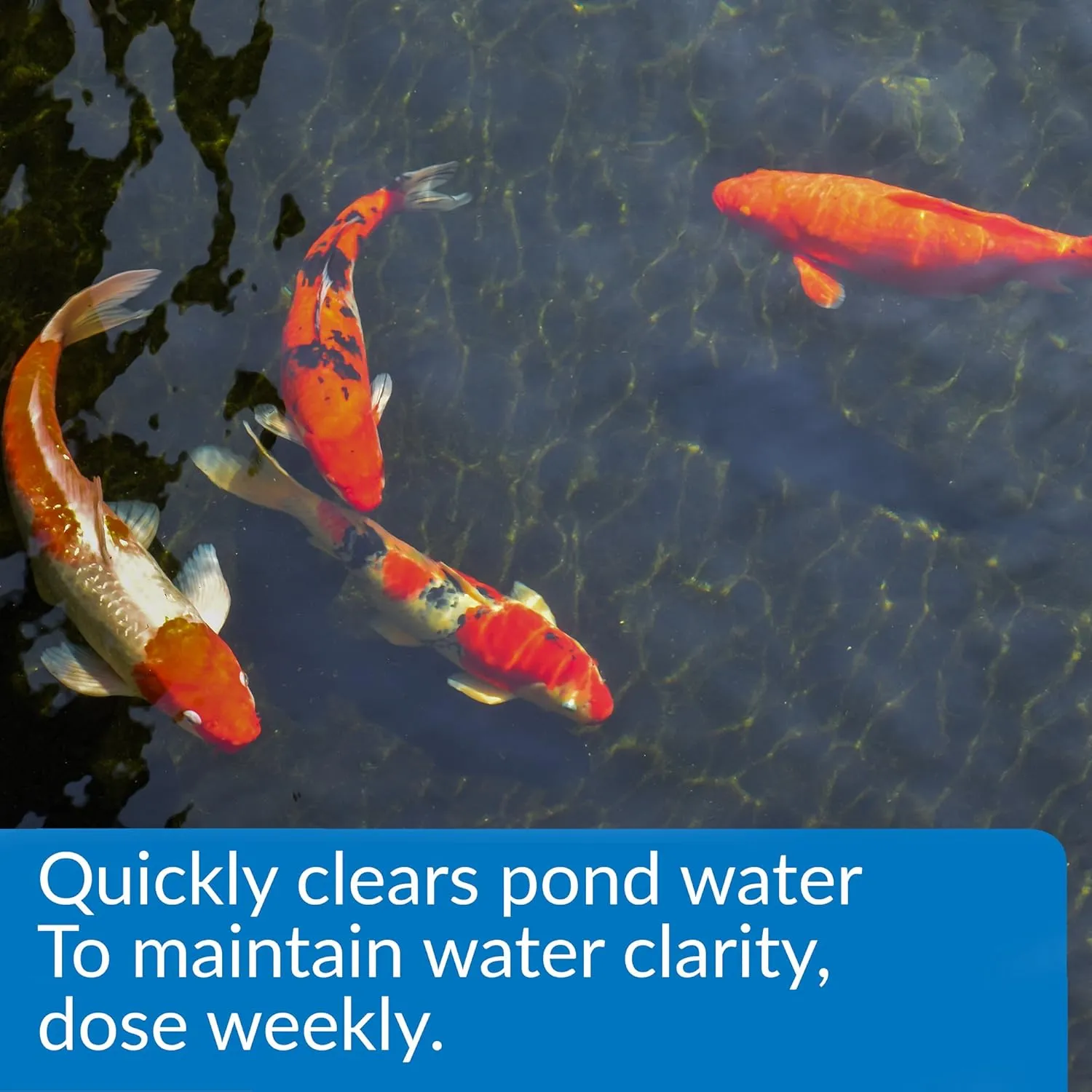 API POND ACCU-CLEAR Pond Water Clarifier 32-Ounce Bottle