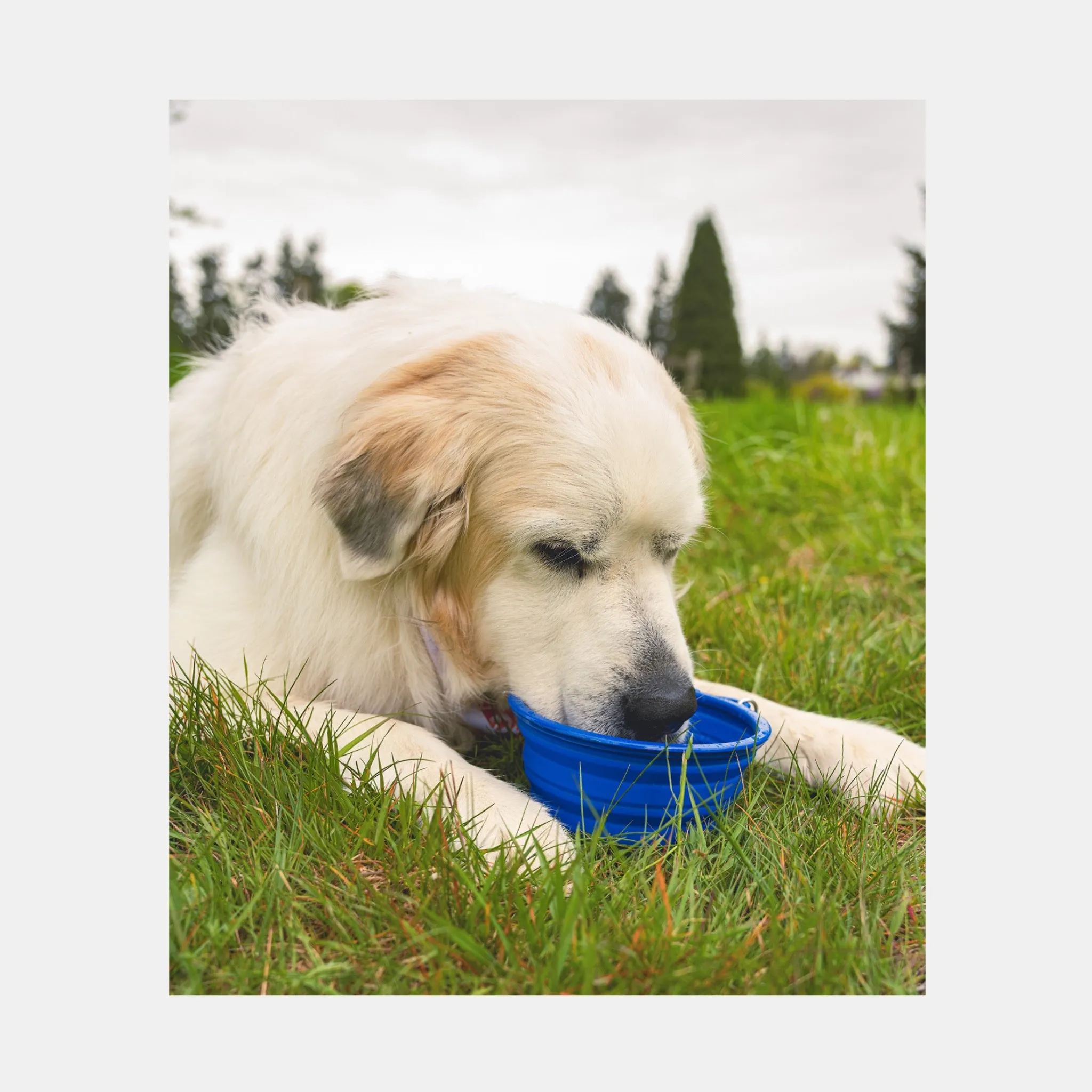 Collapsible Cloud Pet Bowl