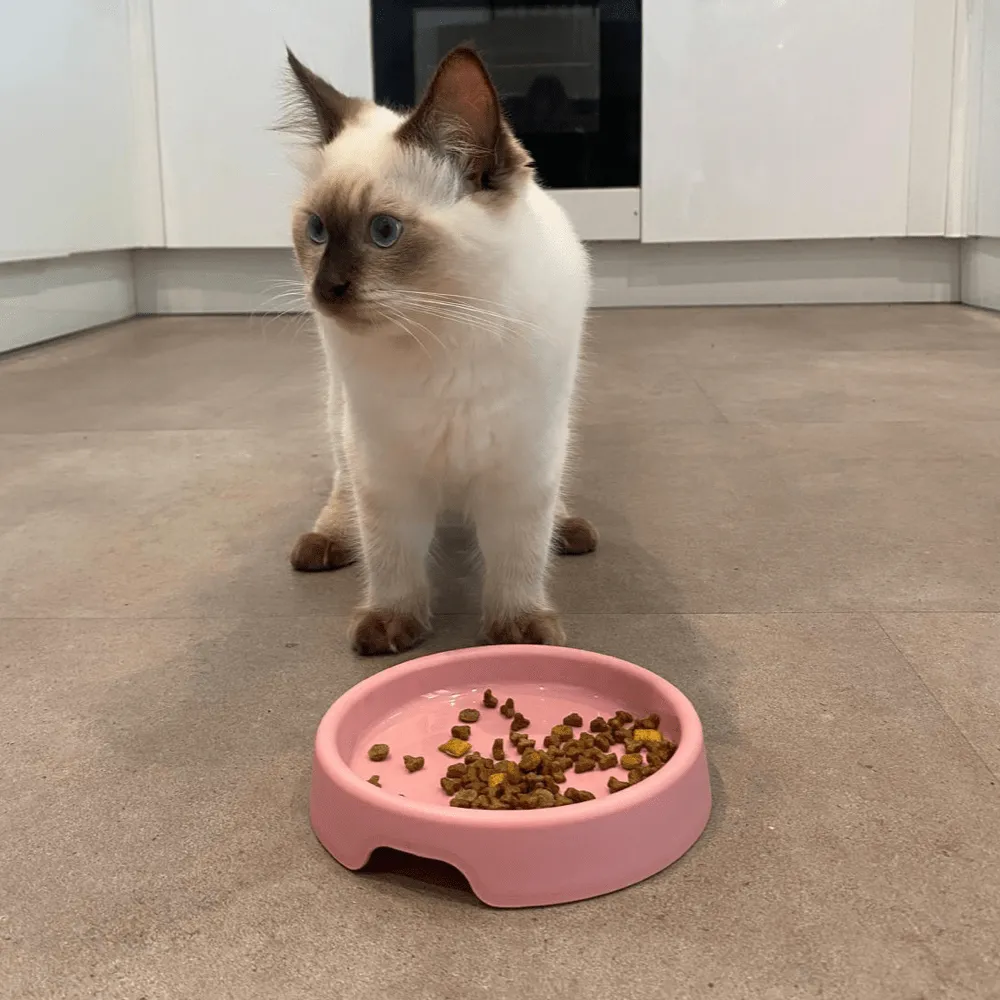 Steady Cat Bowl