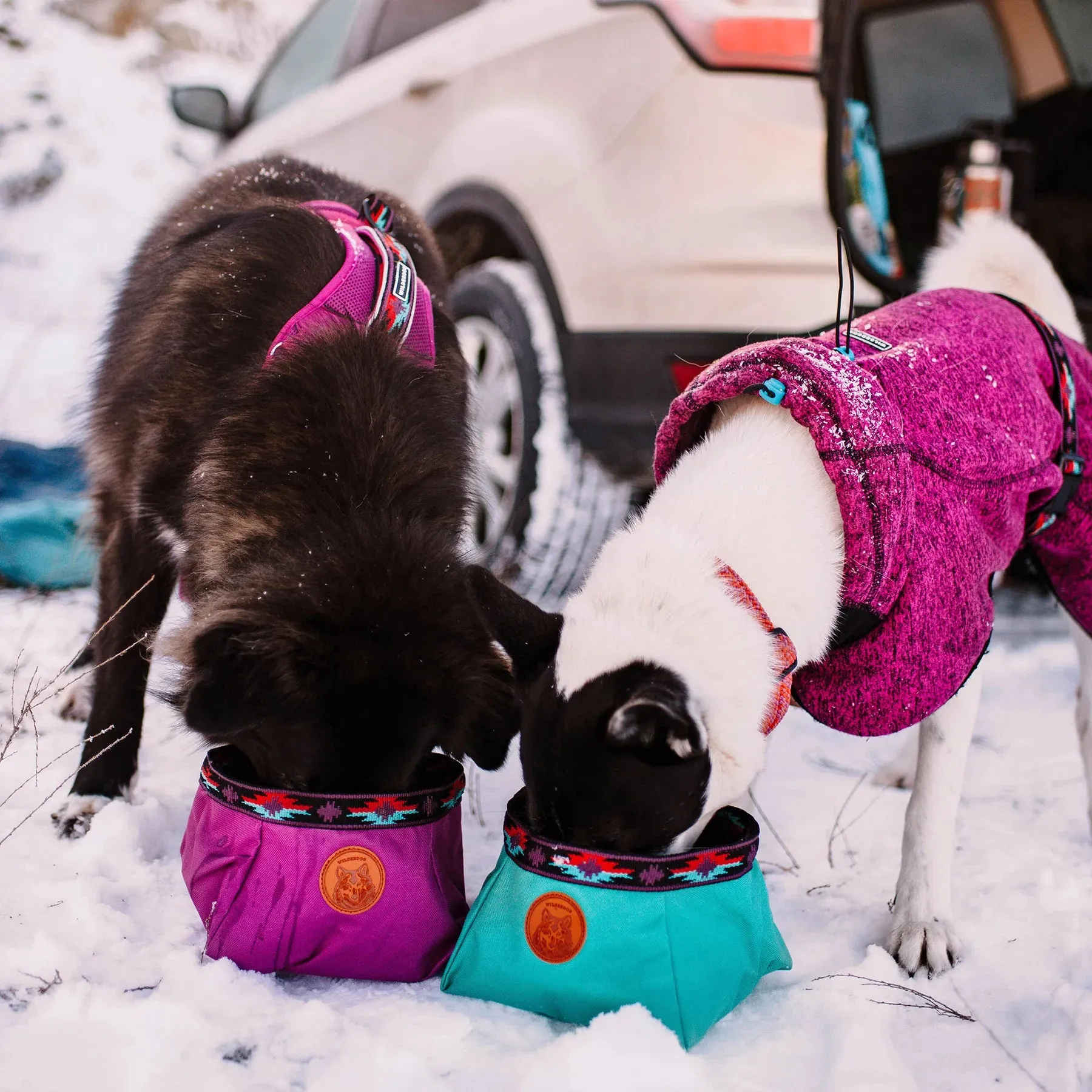 Travel Dog Bowl